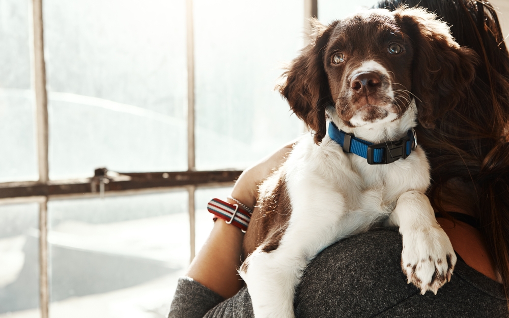 Pet boom: Τα κατοικίδια αυξήθηκαν, αλλά τι συνέβη με την ευημερία;