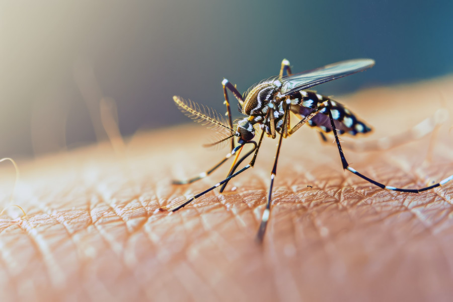 Chikungunya: Συναγερμός για τα αυξημένα κρούσματα σε Ευρωπαίους ταξιδιώτες που επιστρέφουν από τις Σεϋχέλλες