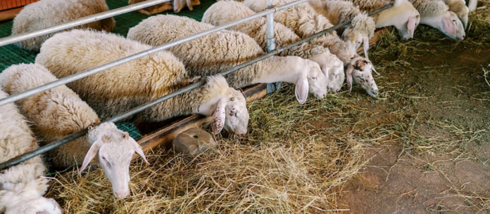 EFSA: Δεν έχει εγκριθεί εμβόλιο κατά της ευλογιάς αιγοπροβάτων στην Ευρωπαϊκή Ένωση